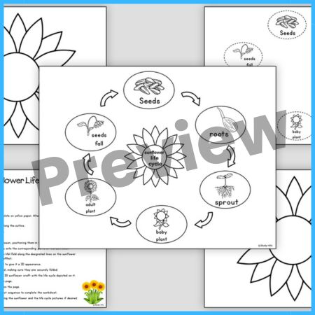 Sunflower Life Cycle and Craft Activity Worksheets