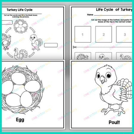 Thanksgiving Turkey Life Cycle